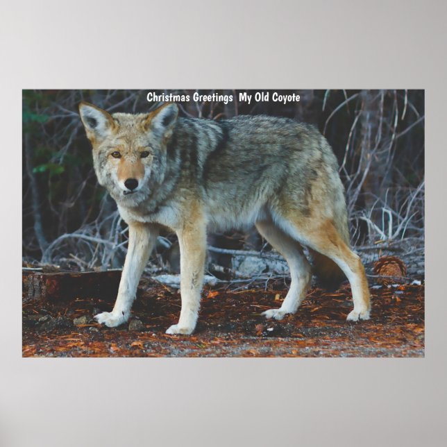 Affiche Vœux de Noël Mon Vieux Coyote (Devant)