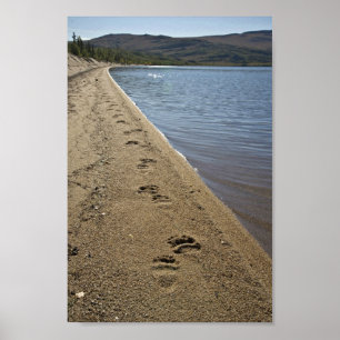 Affiche Voies d'ours gris, lac Sithylemenkat