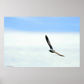 Affiche Voile - Customisée