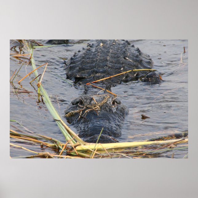 Affiche Voir plus tard Alligator (Devant)