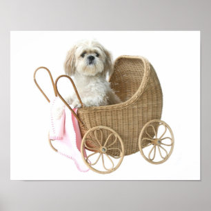 Affiche Voiture d'enfant de Shih Tzu