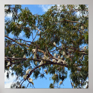 Affiche "Vol de la nature : Cockatoos australiens blancs