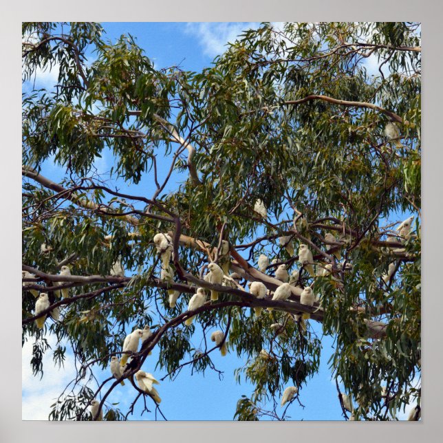 Affiche "Vol de la nature : Cockatoos australiens blancs (Devant)