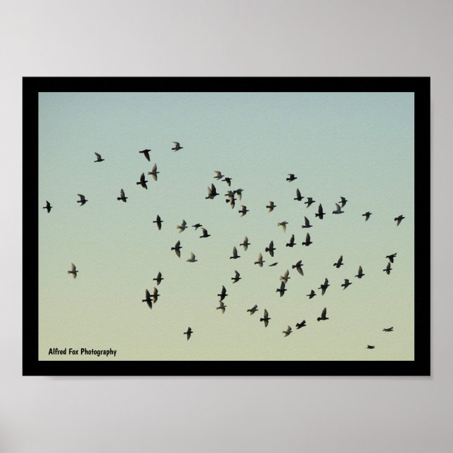Affiche Vol des Pigeons (Devant)