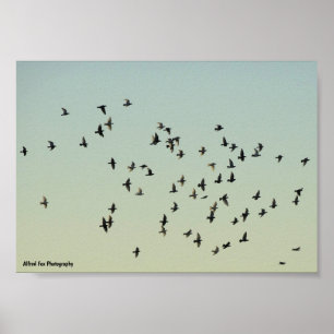 Affiche Vol des Pigeons
