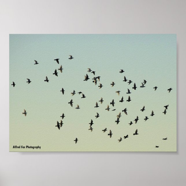 Affiche Vol des Pigeons (Devant)