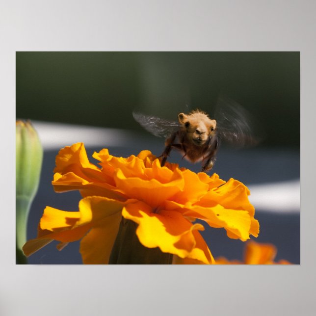 Affiche Vol du Bumblecamel (Devant)