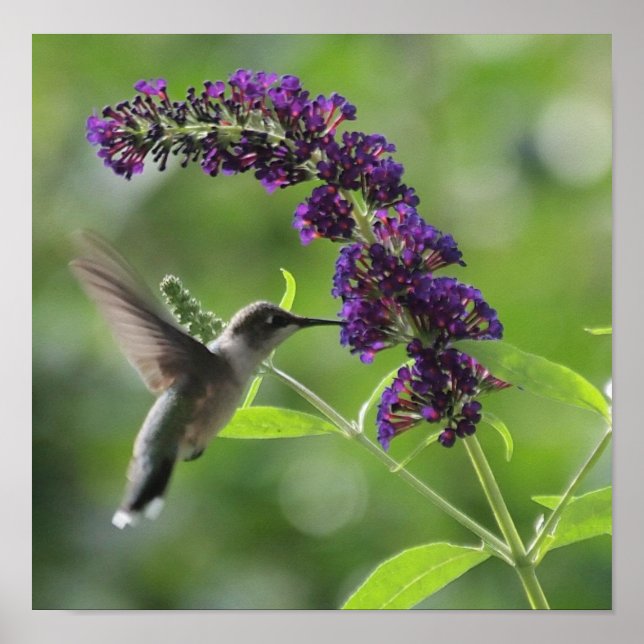 Affiche Vol gracieux : Gros Colibri (Devant)