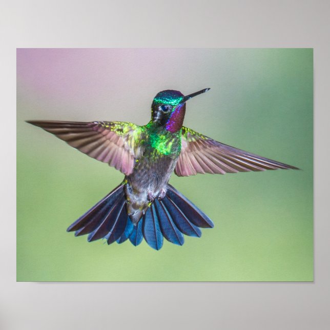 Affiche Voler Colibri violet, vert et bleu (Devant)