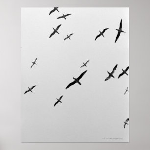 Affiche Voler d'oiseaux