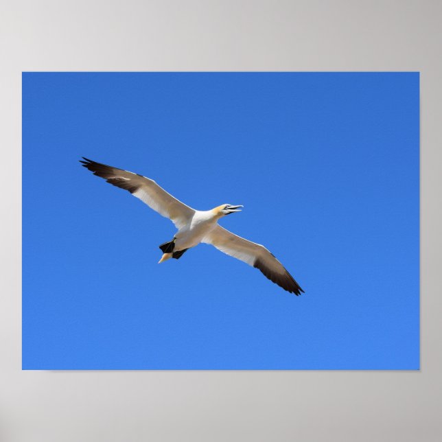 Affiche Voler Gannet Oiseau Ciel bleu (Devant)
