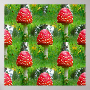 Affiche Voler les champignons de l'Agaric