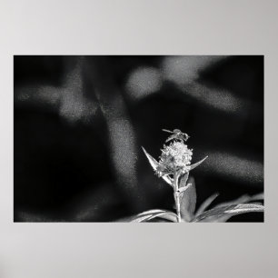 Affiche Voler uniquement de l'or