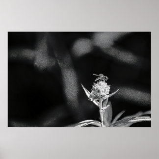 Affiche Voler uniquement de l'or