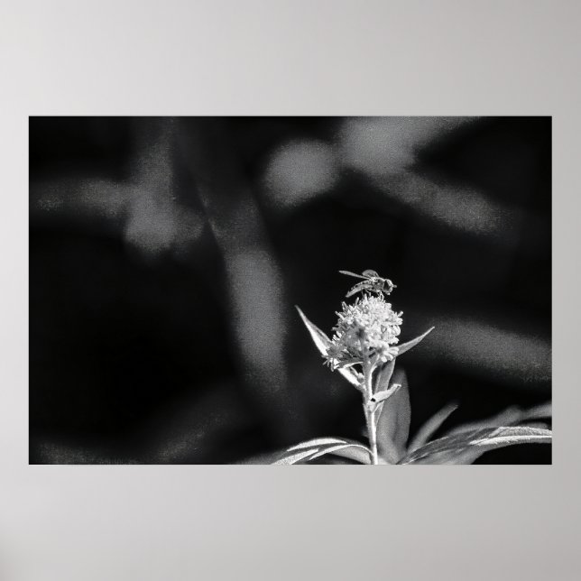 Affiche Voler uniquement de l'or (Devant)