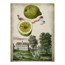 Volkamer Citrus Lemon Paysage italien