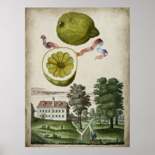 Affiche Volkamer Citrus Lemon Paysage italien