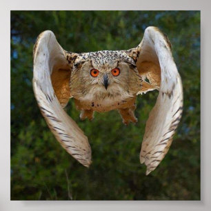 Affiche Voo du Hibou
