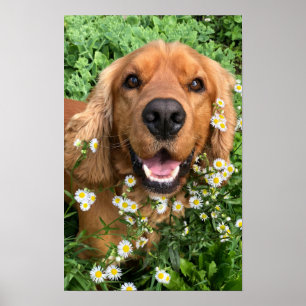 Affiche Votre image de chien ici