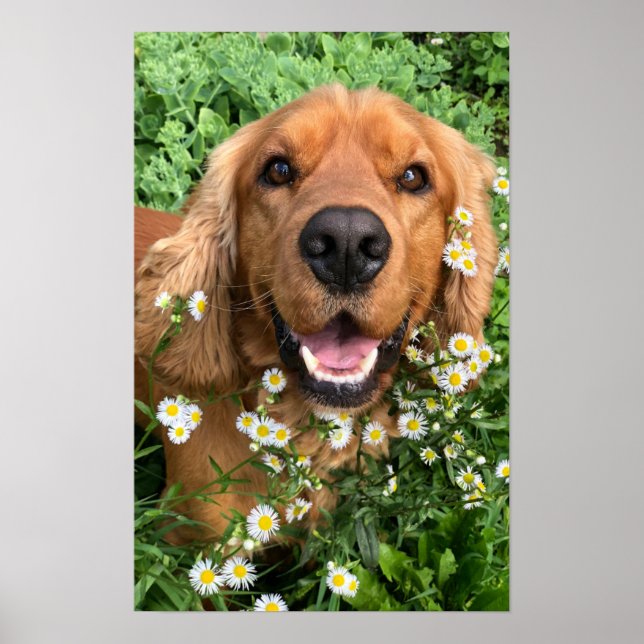 Affiche Votre image de chien ici (Devant)