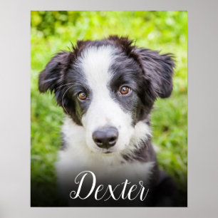 Affiche Votre photo d'animal préférée