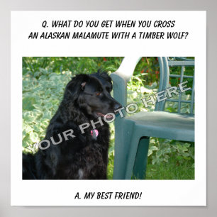 Affiche Votre Photo Ici ! Meilleur Ami Alaskan Malamute Mi