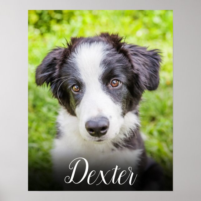 Affiche Votre photo préférée pour animal de compagnie (Devant)