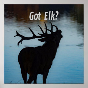 Affiche Vous avez Elk ? Funny Hunter Humour