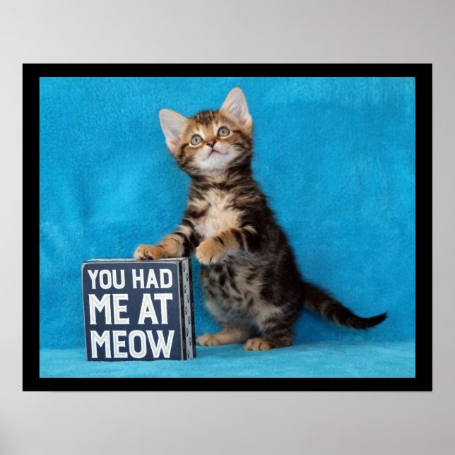 Affiche Vous m'aviez chez Meow Bengal Kitten (Devant)
