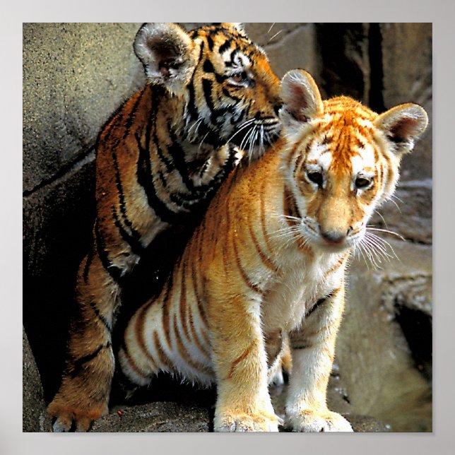 Affiche Vous sentez Frisky ? (Devant)