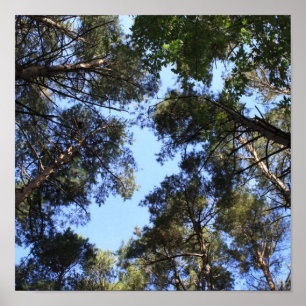 Affiche Voûte de forêt de pin