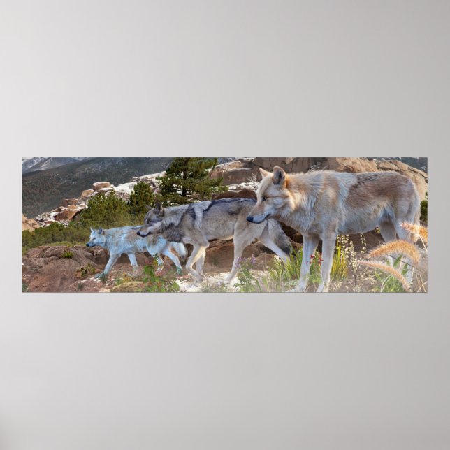 Affiche Voyage en famille de loups gris (Devant)