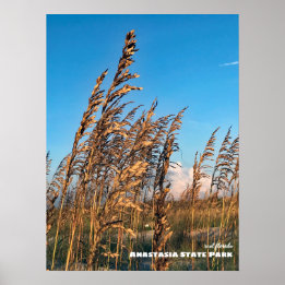 Affiche Voyage | Floride - Anastasia State Park Sea Oats