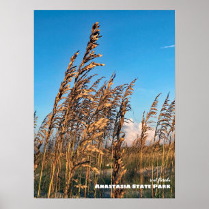 Affiche Voyage   Floride - Anastasia State Park Sea Oats