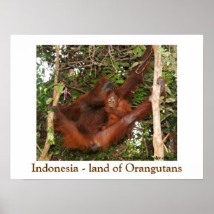 Affiche Voyager au pays des Orangutans