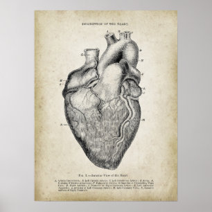 Affiche Vue antérieure de l'anatomie cardiaque