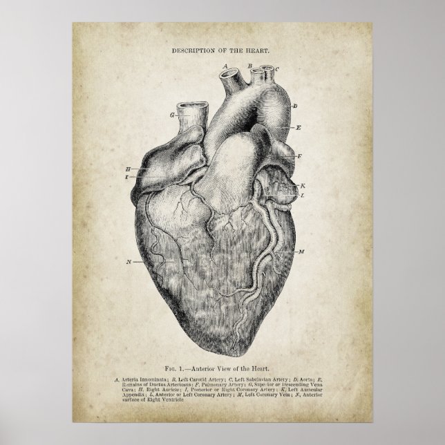 Affiche Vue antérieure de l'anatomie cardiaque (Devant)