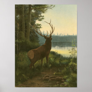 Affiche Vue arrière du lac Elk Vue sur un lac
