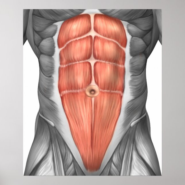 Affiche Vue Complète Des Muscles Abdominaux Hommes (Devant)