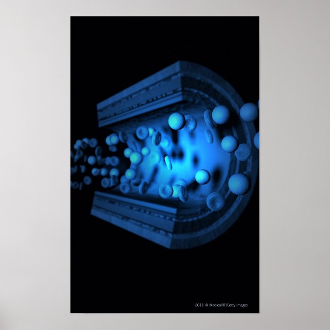 Affiche Vue coupée des cellules sanguines dans une artère (Devant)