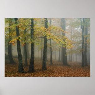 Affiche Vue d'automne de la forêt de brouillard, Grand-pèr