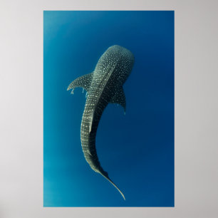 Affiche Vue de dessus d'un requin baleine