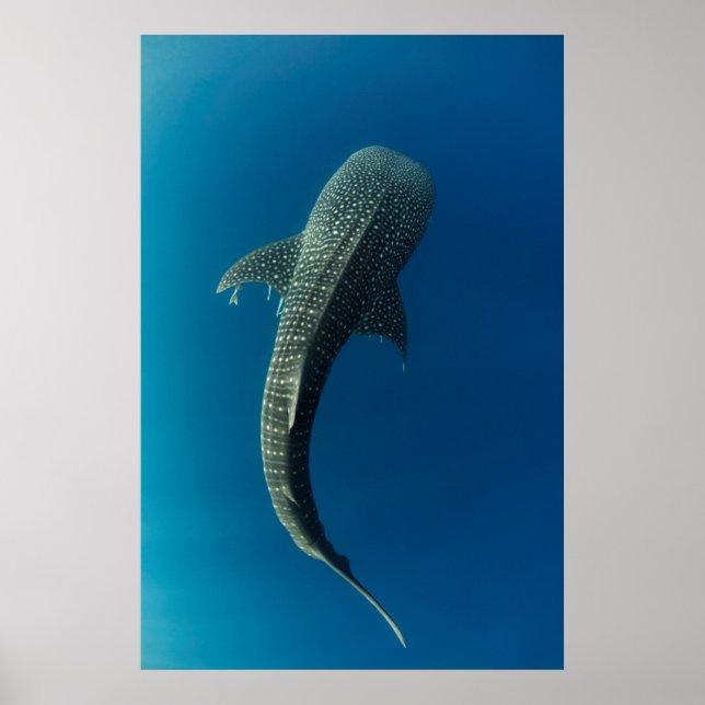 Affiche Vue de dessus d'un requin baleine (Devant)