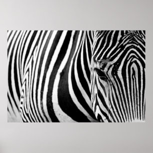 AFFICHE VUE DE FERMETURE ZEBRA