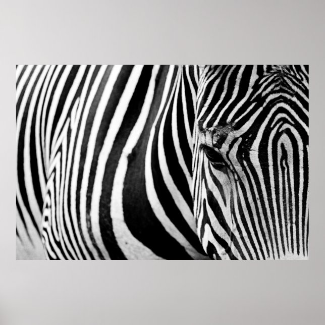 AFFICHE VUE DE FERMETURE ZEBRA (Devant)