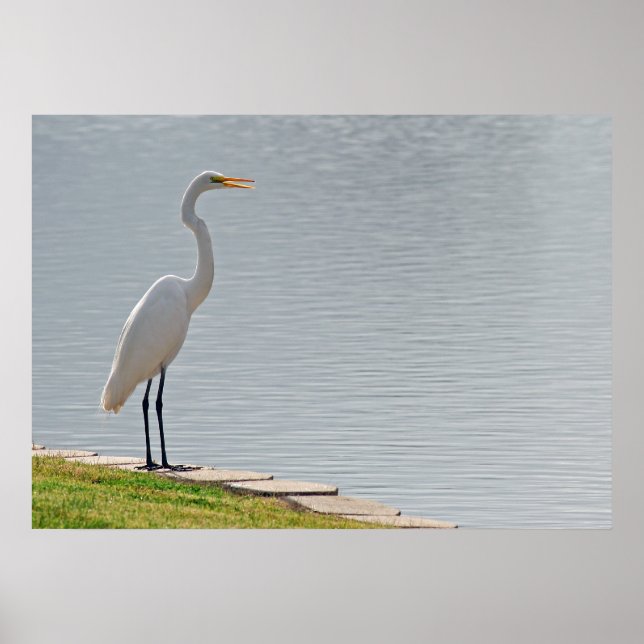 Affiche "Vue de l'aigrette" (Devant)