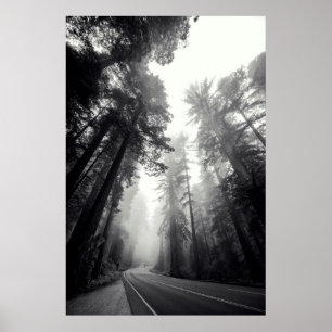Affiche Vue des arbres de séquoia dans la forêt