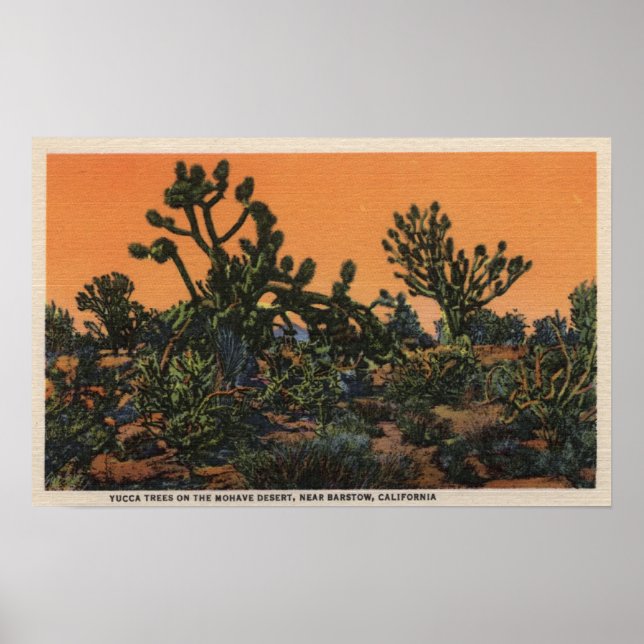 Affiche Vue des arbres du Yucca dans le désert de Mohave (Devant)
