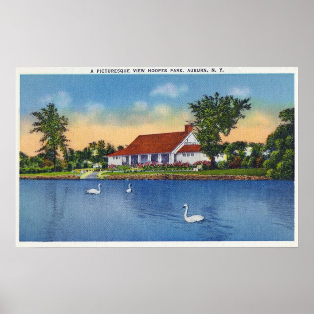 Affiche Vue des cygnes du parc Hoopes sur le lac (Devant)