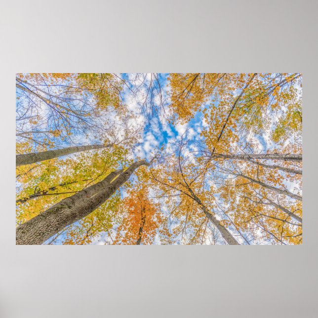 Affiche Vue du sol forestier (Devant)